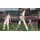 Ashes Cricket 2009 (Xbox 360), фото 49