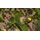 Cities Skylines - Parklife Edition Русская Версия (Xbox One), фото 51